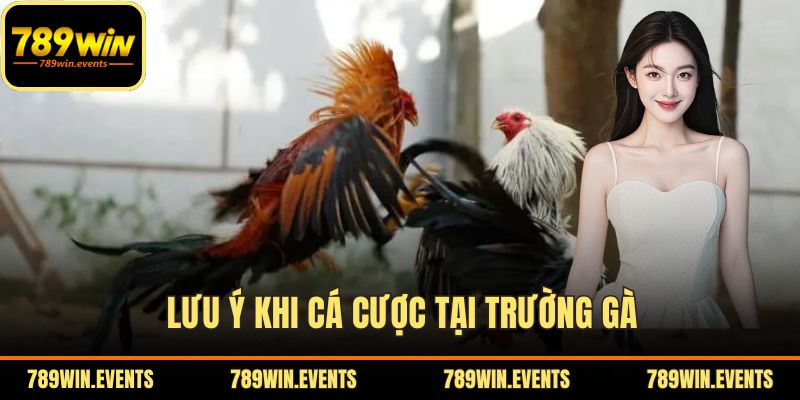Lưu ý khi cá cược tại trường gà