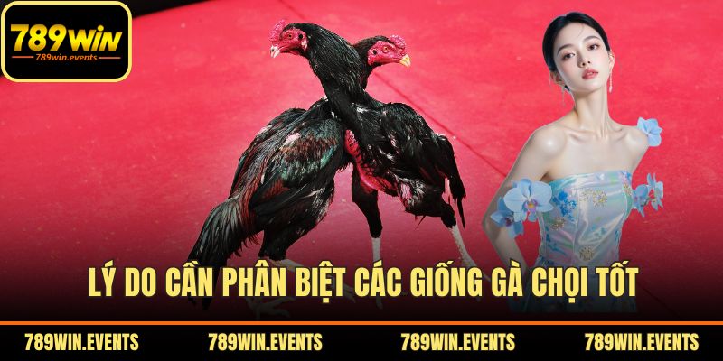 Lý do cần phân biệt các giống gà chọi tốt